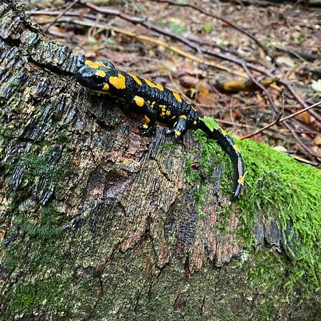 Moderne Am Attersee Dachsteinblick - Ruhige Lage Mit Traumhaften Blick *