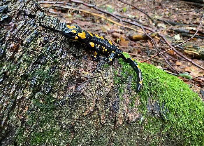 Moderne Am Attersee Dachsteinblick - Ruhige Lage Mit Traumhaften Blick *